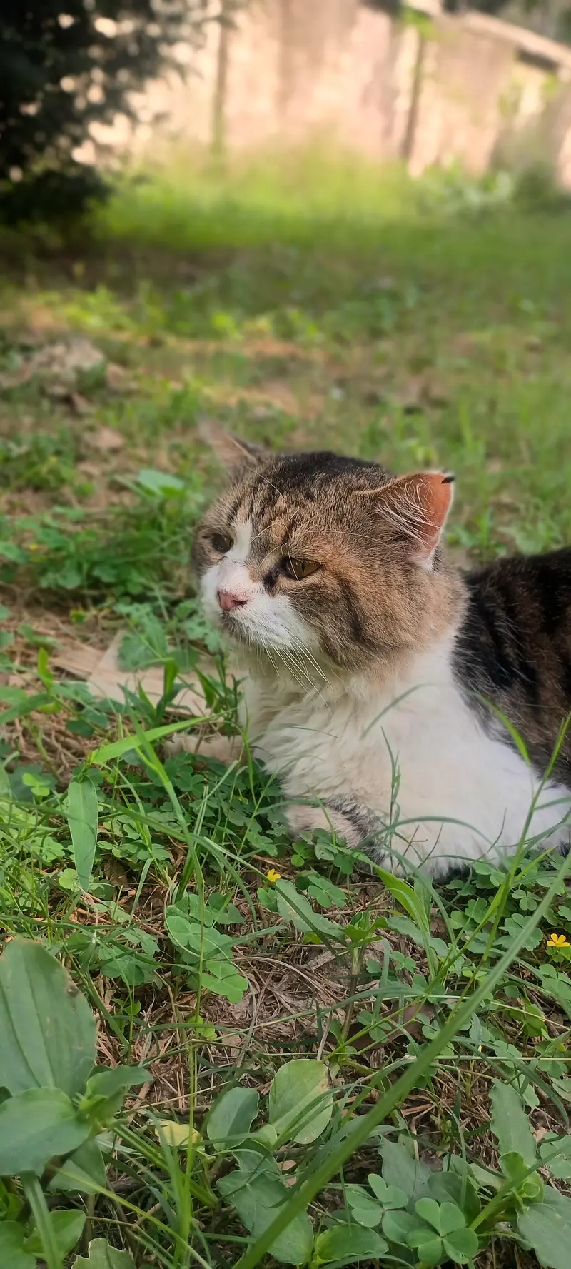 beautiful semi- punch persian male cat for sale — photo 6