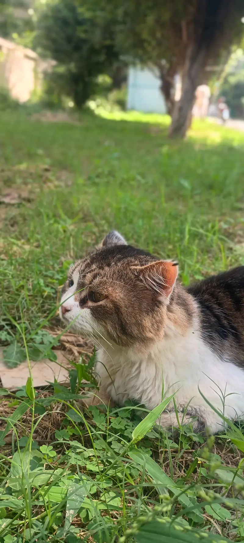beautiful semi- punch persian male cat for sale — photo 7