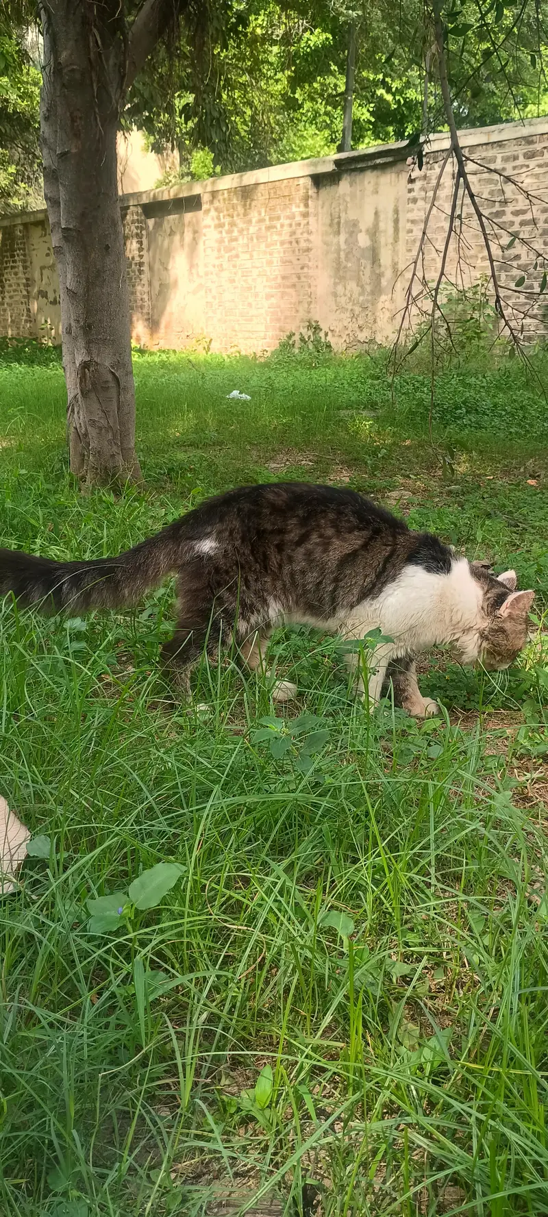 beautiful semi- punch persian male cat for sale — photo 8