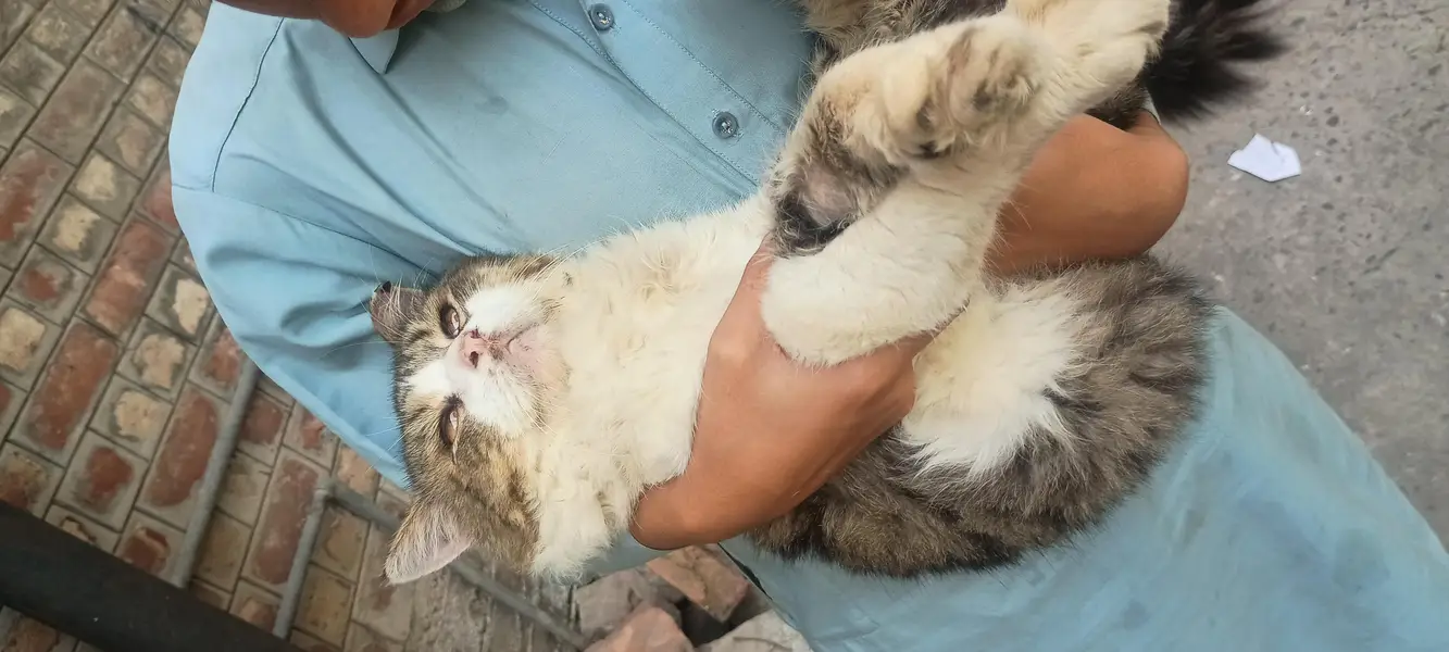 beautiful semi- punch persian male cat for sale — photo 9
