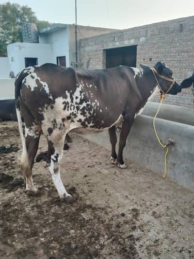 Friesian cow 2nd time delivery k lye tyar 45 din lye gye
