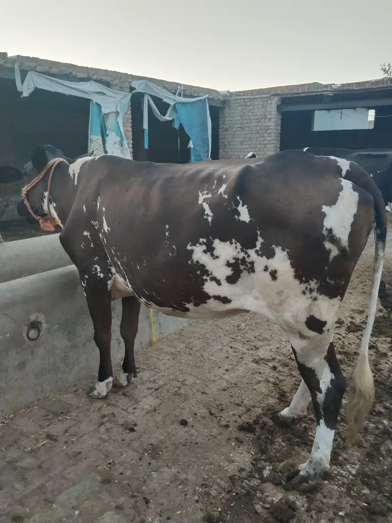Friesian cow 2nd time delivery k lye tyar 45 din lye gye — photo 2