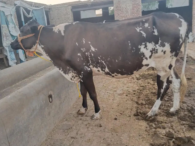 Friesian cow 2nd time delivery k lye tyar 45 din lye gye — photo 3