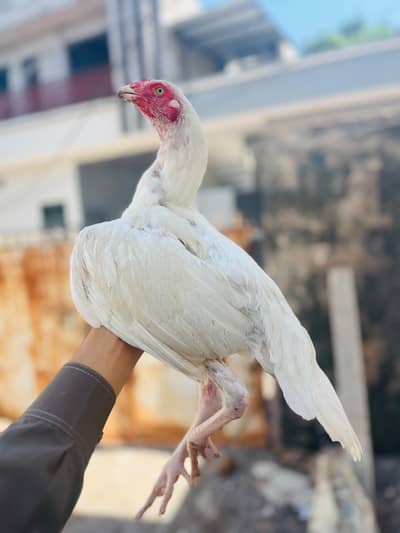 white hera patha for sale number 03498946909