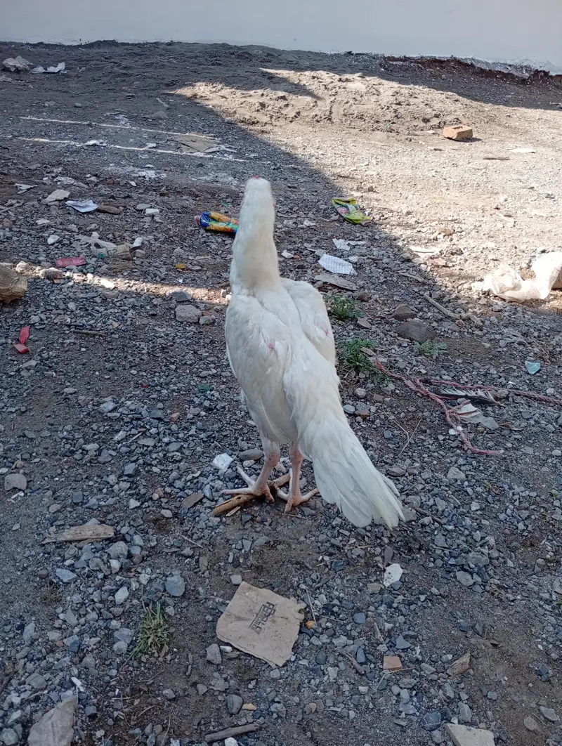 white hera patha for sale number 03498946909 — photo 2