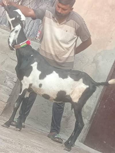 Beetal Dabi Gabn Bakri sale