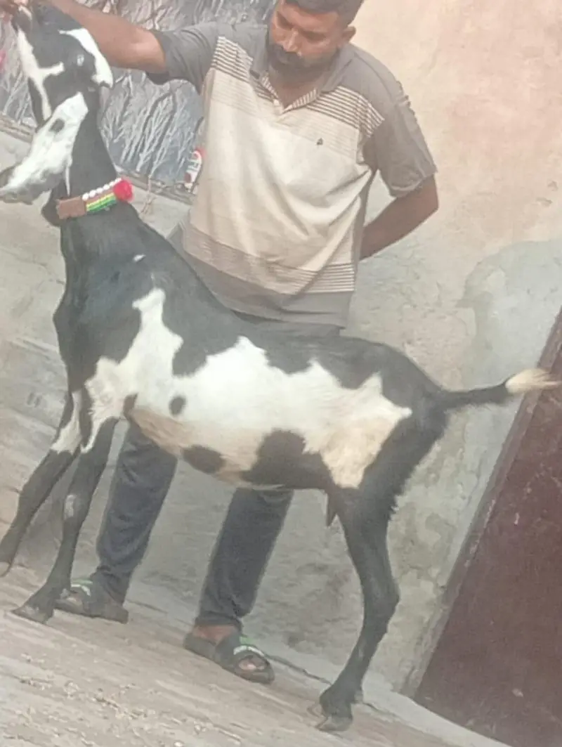 Beetal Dabi Gabn Bakri sale — photo 2