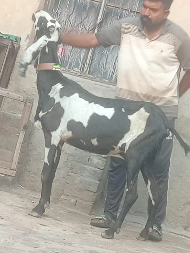 Beetal Dabi Gabn Bakri sale — photo 3