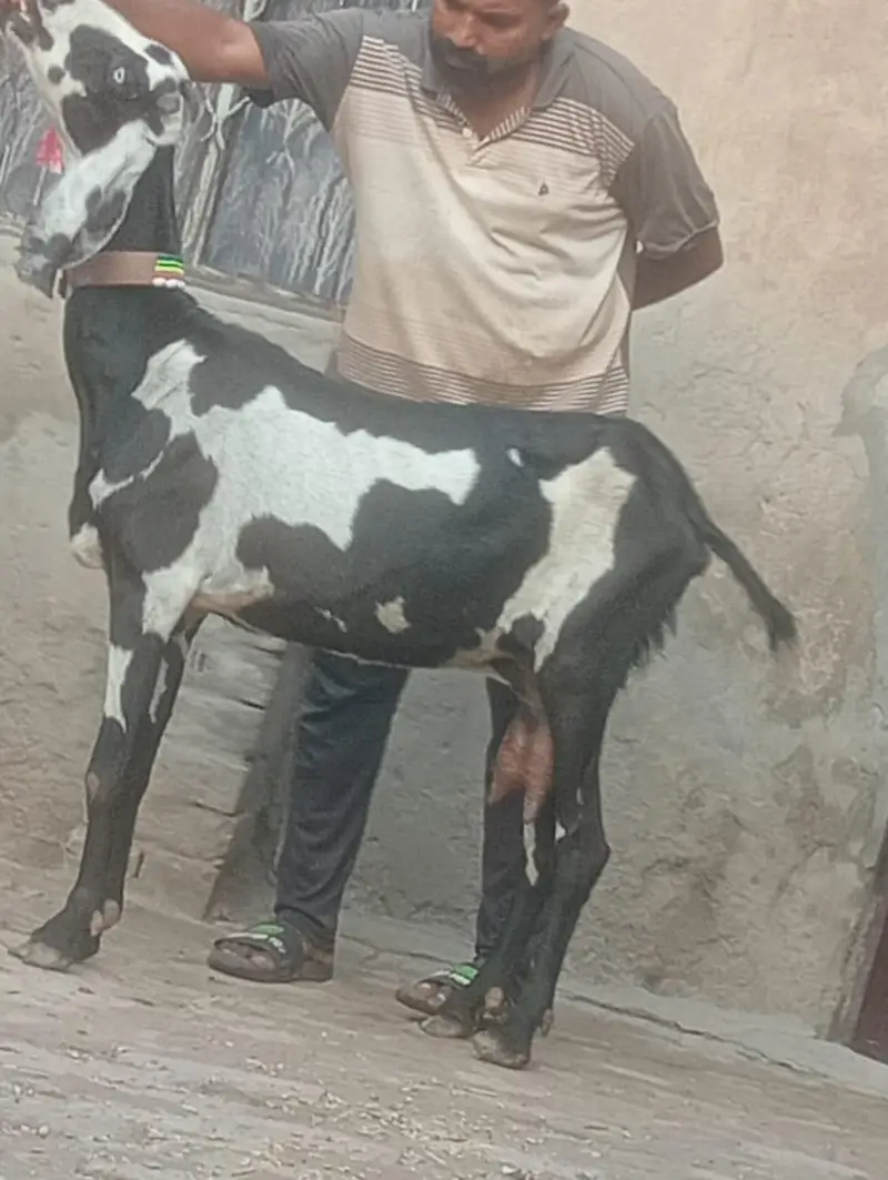 Beetal Dabi Gabn Bakri sale — photo 4