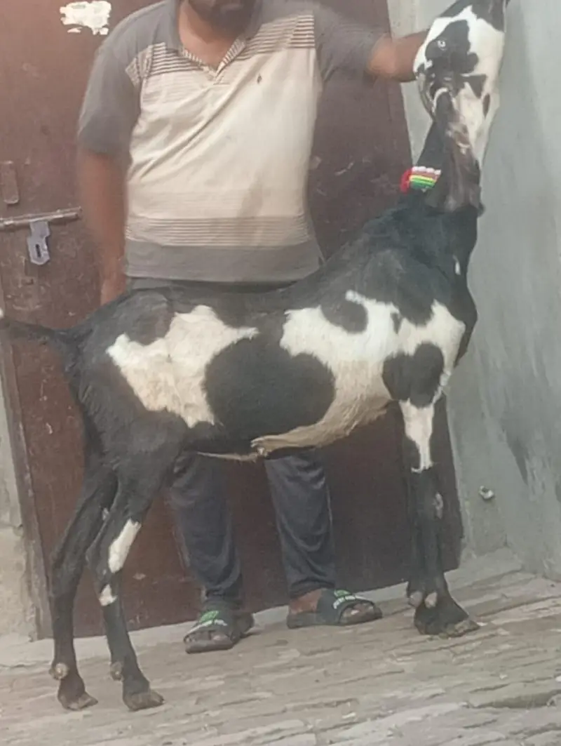 Beetal Dabi Gabn Bakri sale — photo 5