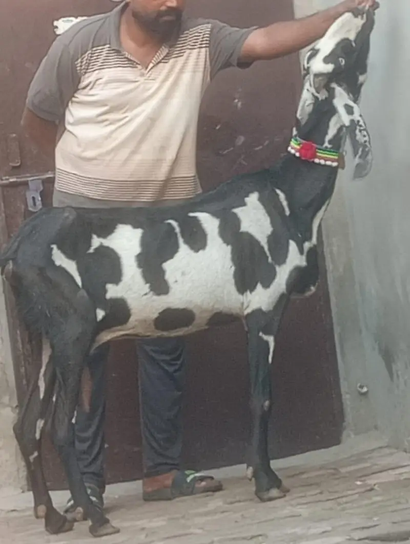Beetal Dabi Gabn Bakri sale — photo 6