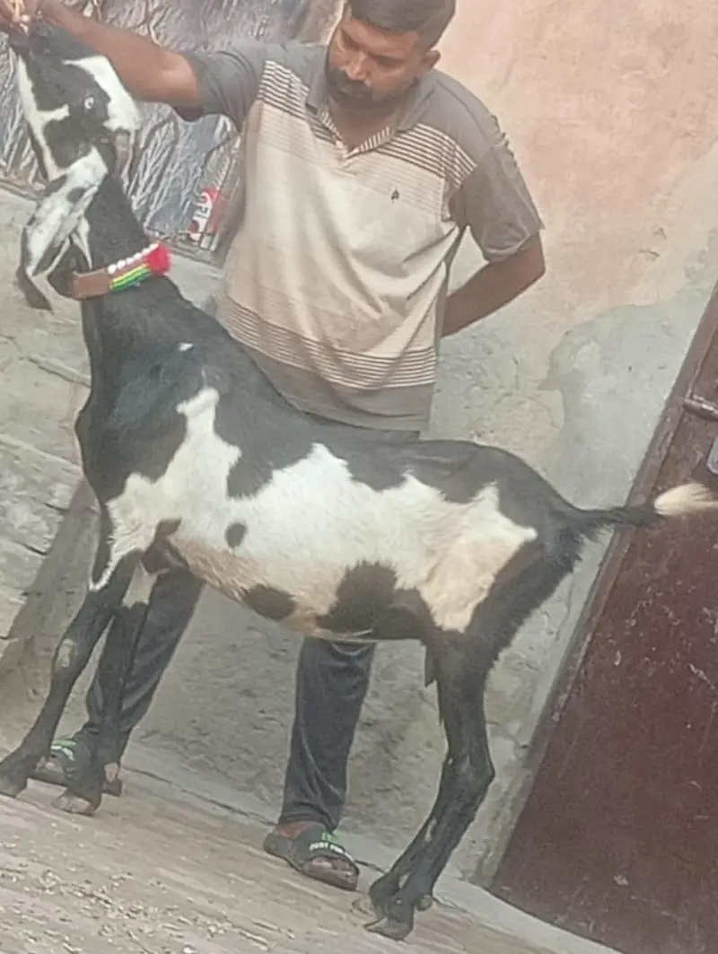 Beetal Dabi Gabn Bakri sale — photo 7