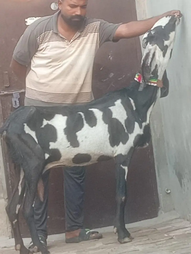 Beetal Dabi Gabn Bakri sale — photo 8