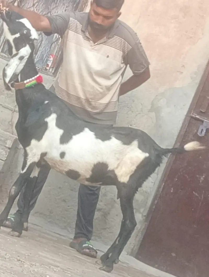 Beetal Dabi Gabn Bakri sale — photo 9