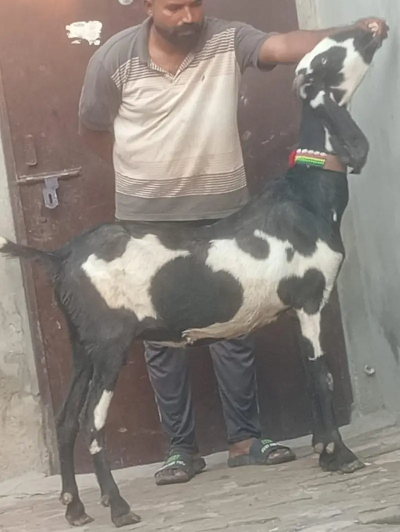 Beetal Dabi Gabn Bakri sale — photo 10