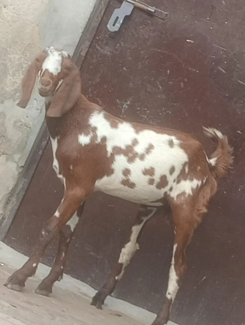Beetal Dabi Gabn Bakri sale — photo 11
