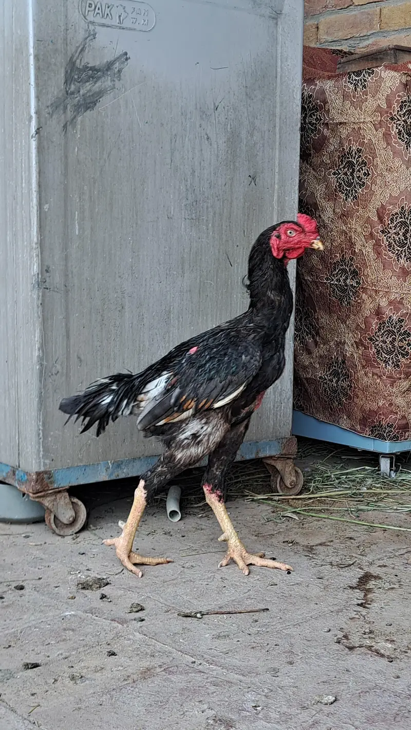 Pure Aseel Long Highted Murgha Mianwali Breede heavy Weight — photo 2