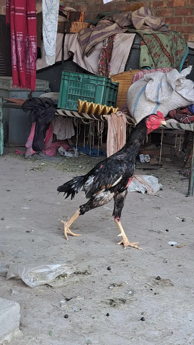 Pure Aseel Long Highted Murgha Mianwali Breede heavy Weight — photo 3