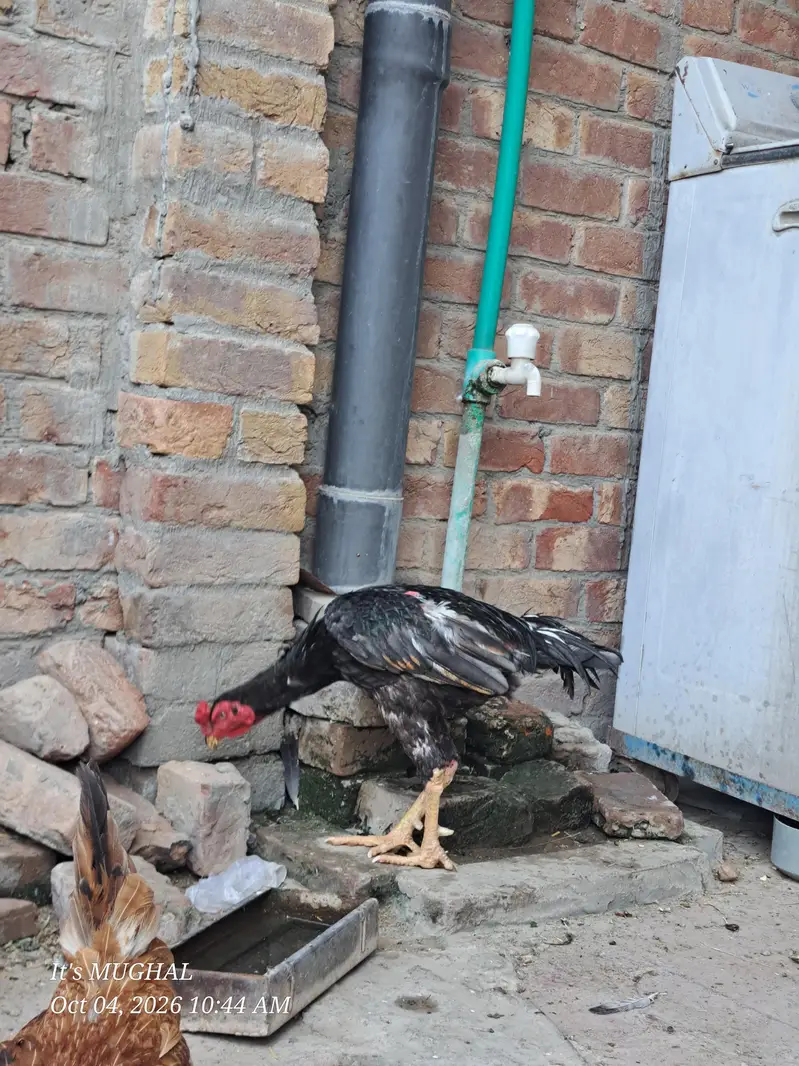 Pure Aseel Long Highted Murgha Mianwali Breede heavy Weight — photo 4