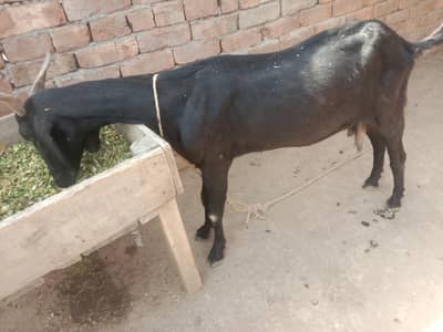 urgent God for sale contact number 03321065193