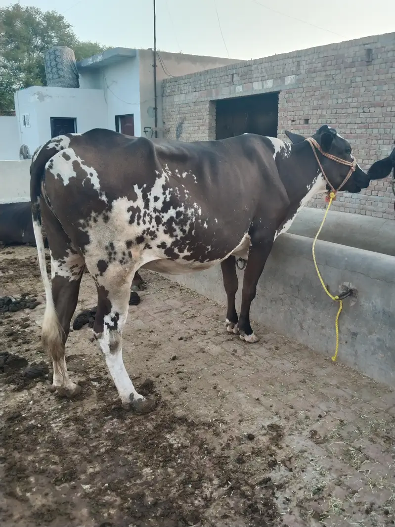 Friesian cow 2nd time delivery k lye tyar 45 din lye gye — photo 2
