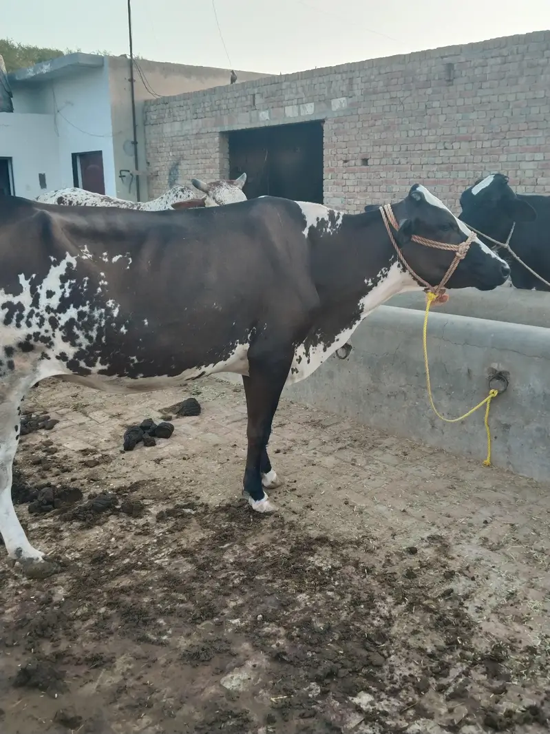 Friesian cow 2nd time delivery k lye tyar 45 din lye gye — photo 3