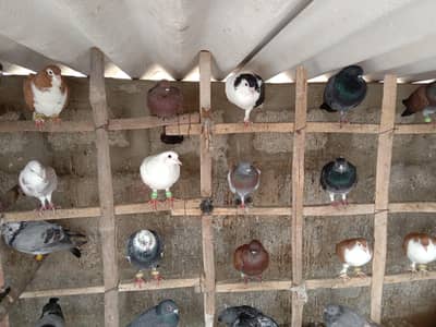 39 Flying Chatt Wale Kabootar (lot sale)