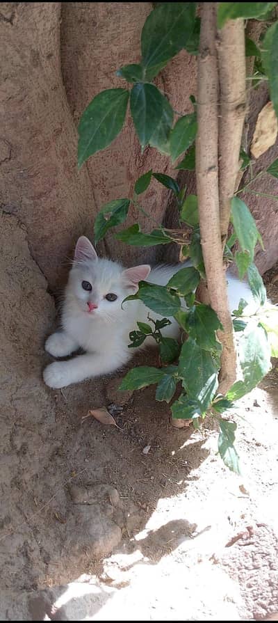 Persian Cat for Sale  Active & Playful Kitten