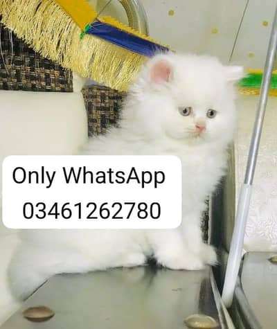 Persian cat 2month vaccinated