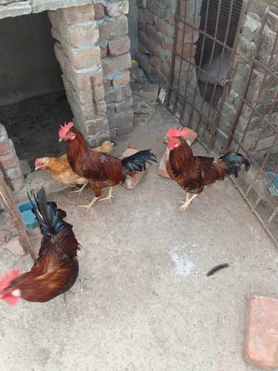 Hens, desi murghe and murghi,