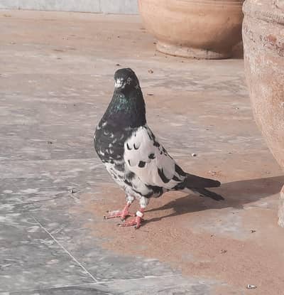 teddy. kasori rampuri/ pigeon 0333"84. . . 82. . 008. .