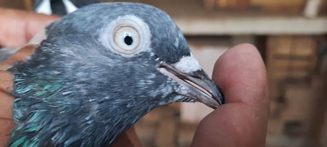 teddy. kasori rampuri/ pigeon 0333"84. . . 82. . 008. .