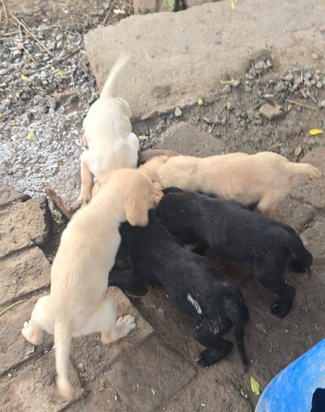 LABRY puppy 0