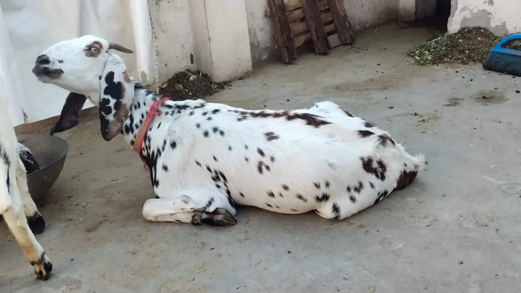 The mother goat and her kid more than 7 month — photo 2