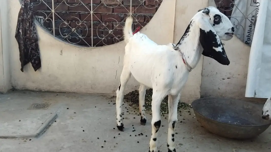 The mother goat and her kid more than 7 month — photo 3