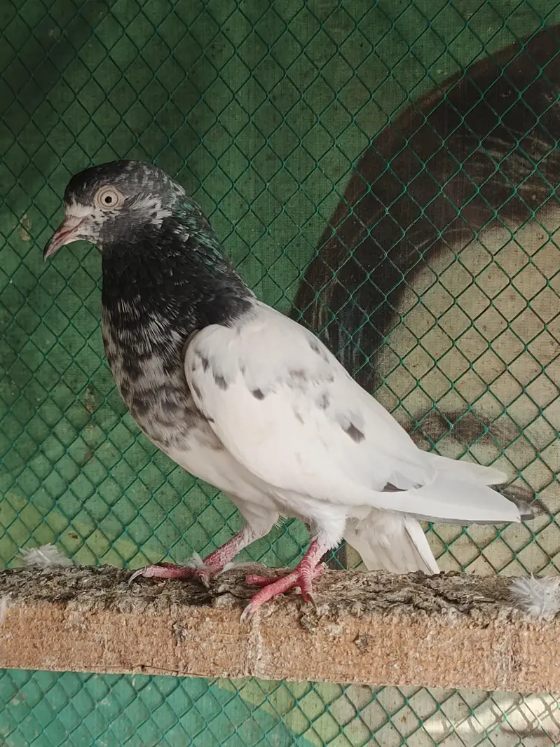 one male 2 female — photo 3