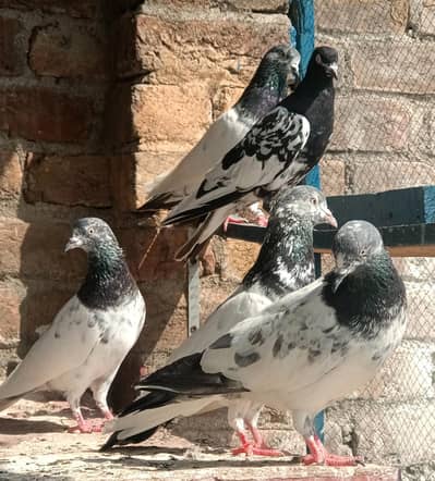 breeder 13 pic deal ke price ha agr psand sa la ga to price different