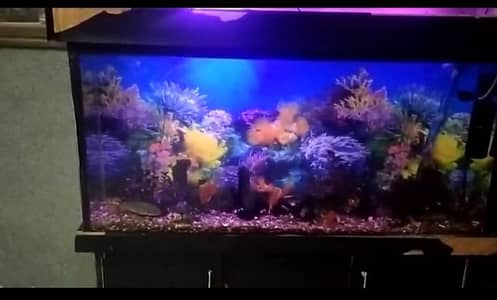 fish aquarium/fish caben