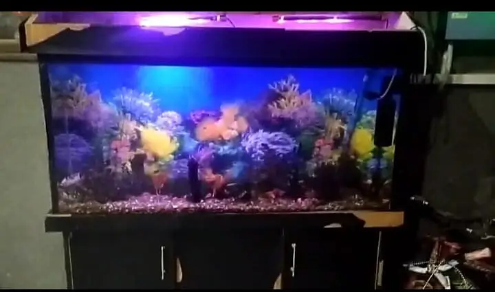 fish aquarium/fish caben — photo 2