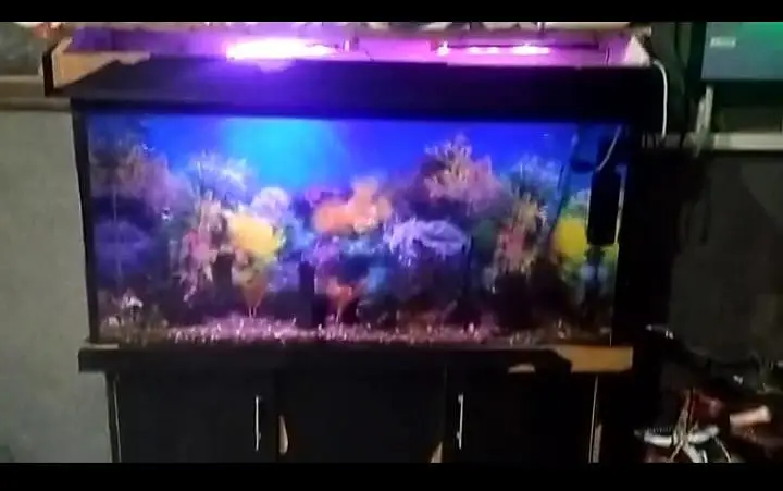 fish aquarium/fish caben — photo 3