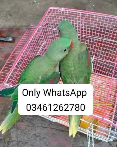 Kashmir raw paroot for sale
