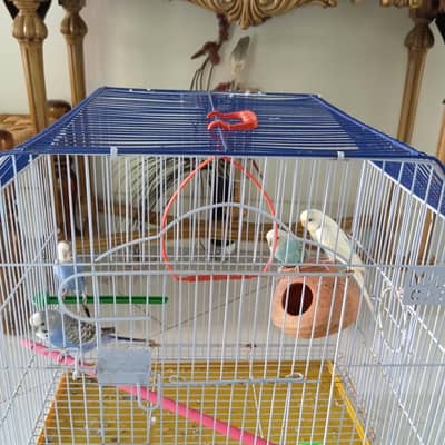 Australian parrot two pair with gauge