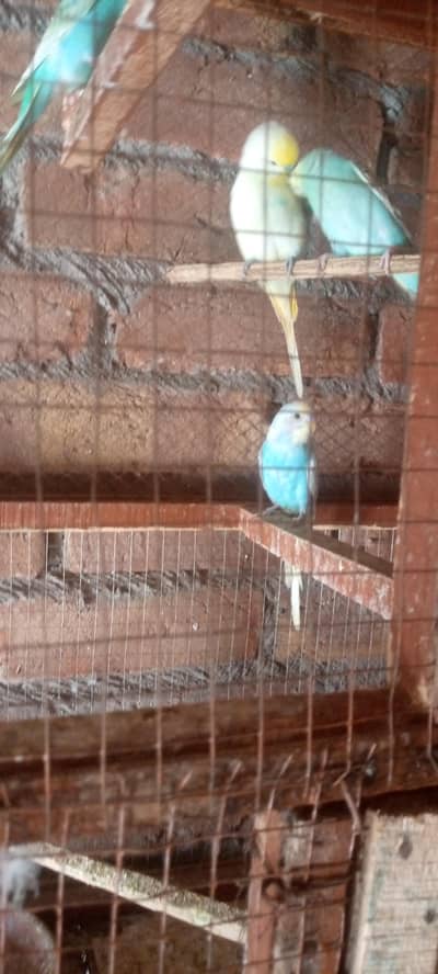 I'm selling rainbow spangle budgies parrot 1 male and two females