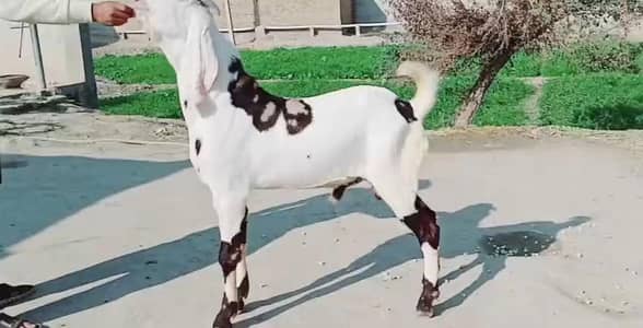 bakra for sale call 03263223419