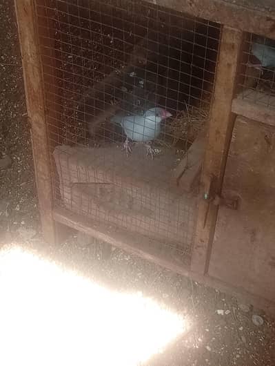 Jawa finches breeder pair for sale