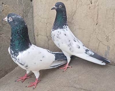 Teddy Pigeons