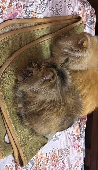 Persian cat