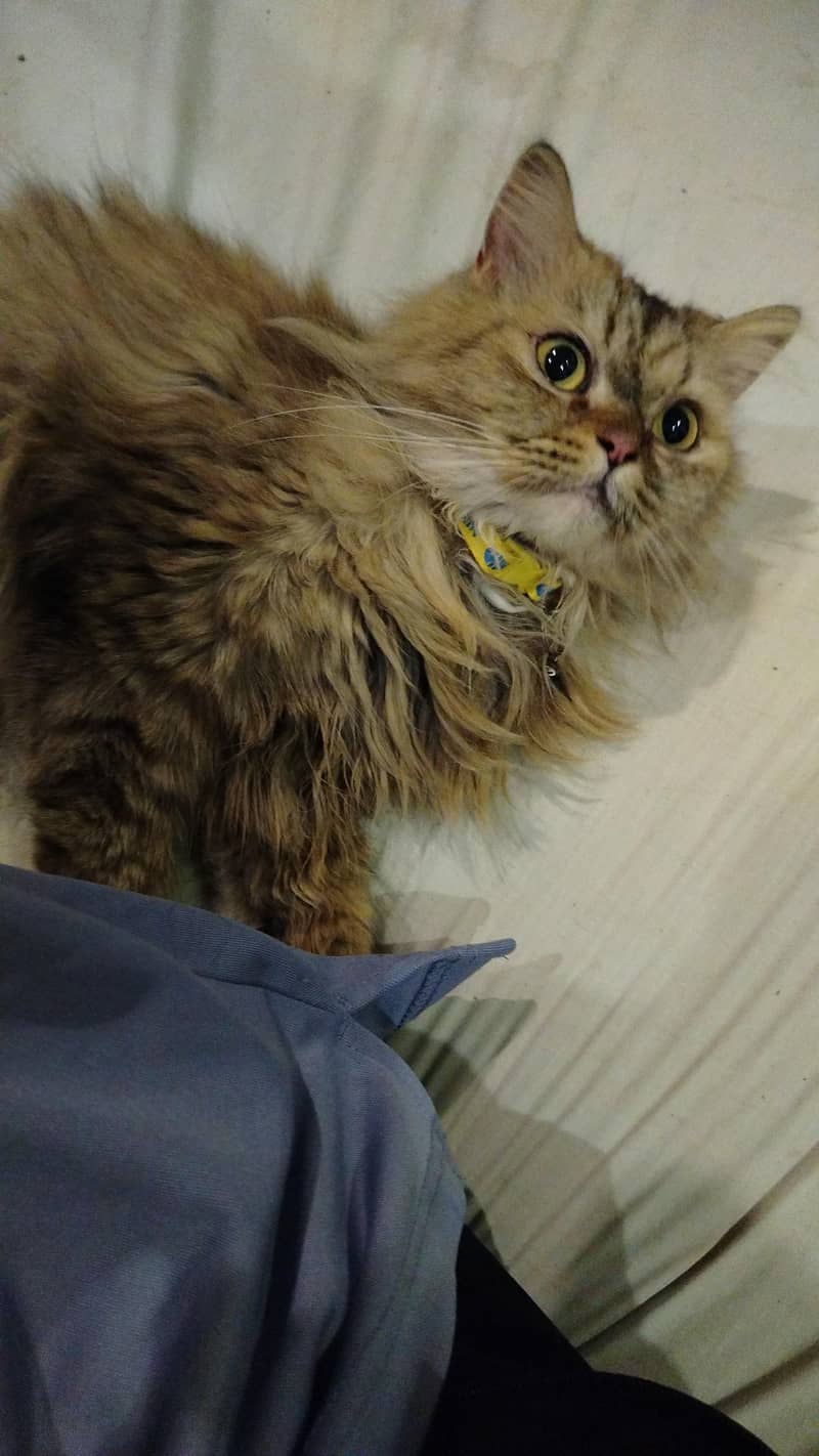 Persian cat 2