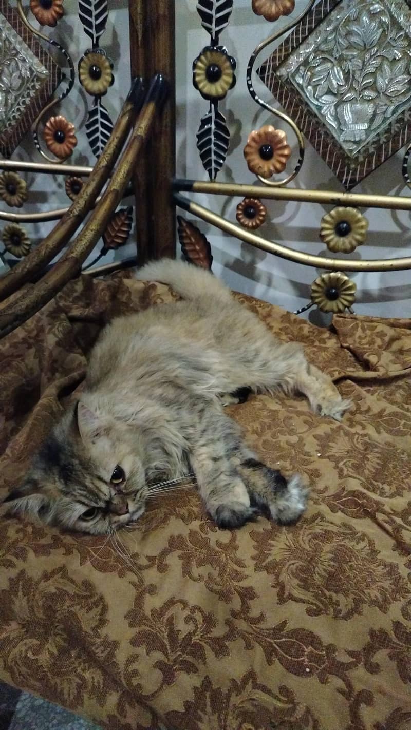 Persian cat 3