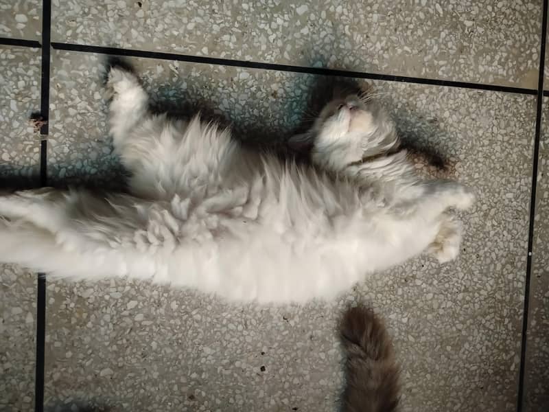 Persian cat 5
